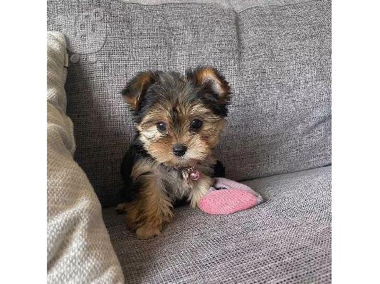 PoulaTo: Home raised yorkie puppies for rehoming